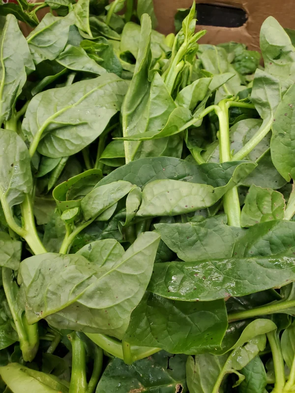 Poi Leaves