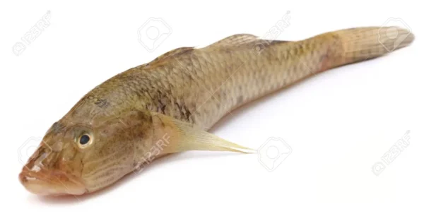 Gura Bailla Fish 250gm