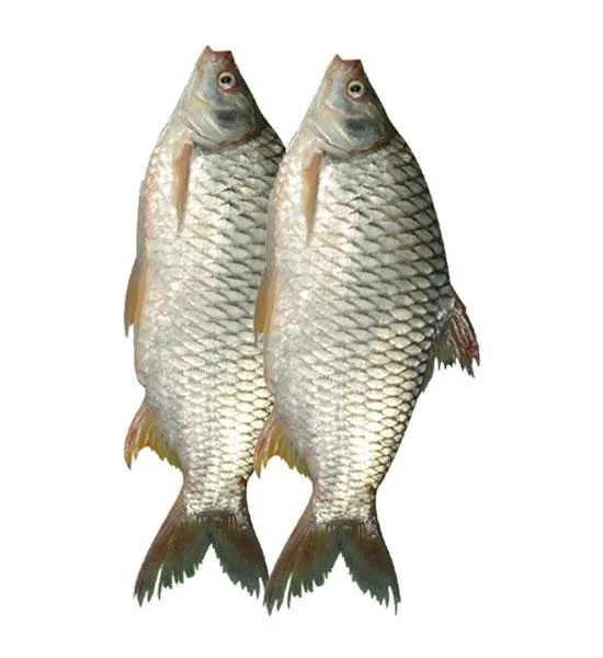 Shorputi 1kg Size