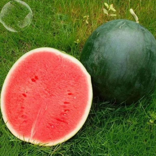 Black Watermelon (Seedless)