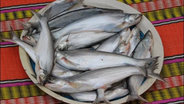 Bacha Fish 500gm