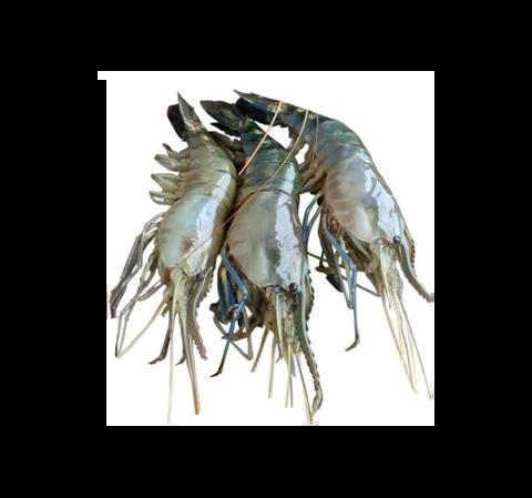 White Gold Golda Shrimp 1/2 Size
