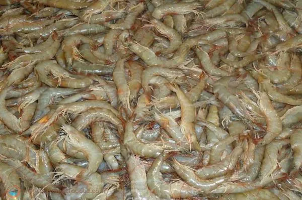 Crown Farms Whiteleg Shrimp (Horina)