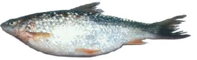 Lasso Fish/Nola 500gm