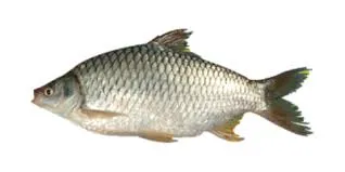 Shorputi 1.5 Kg