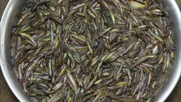 Gutum Fish