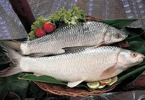 Mrigel 2 Kg